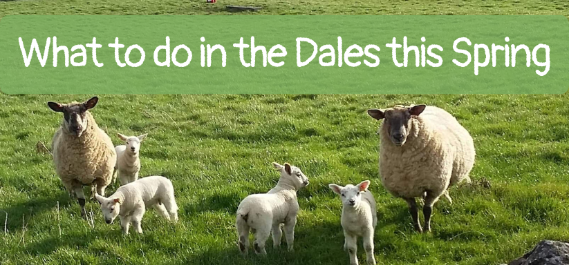 What to do in the Dales this Spring 🌼